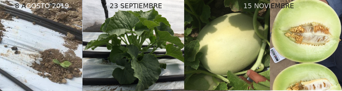 Composite_Melon_Crop