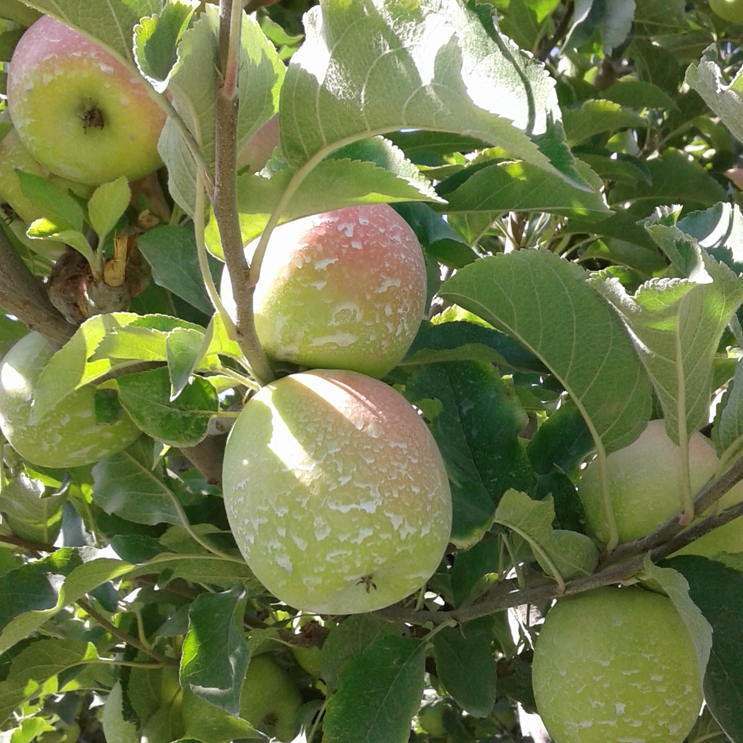 Manzano-con-Suncrops-min