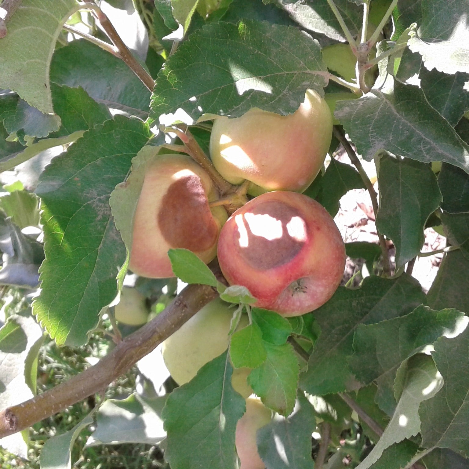 Manzano-con-golpe-sol-min