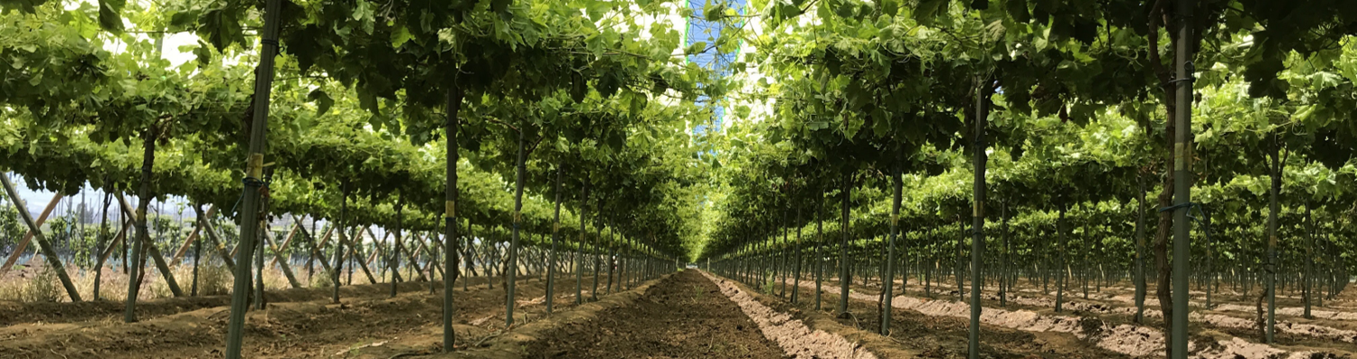 Parron-1-e1548985050939 (1)