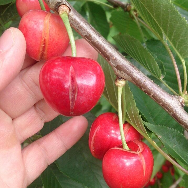 cerezas-daño-1