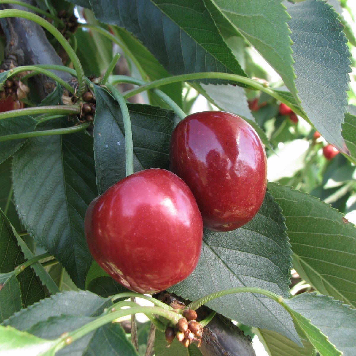 cerezas-sanas-CRACKGUARD-min