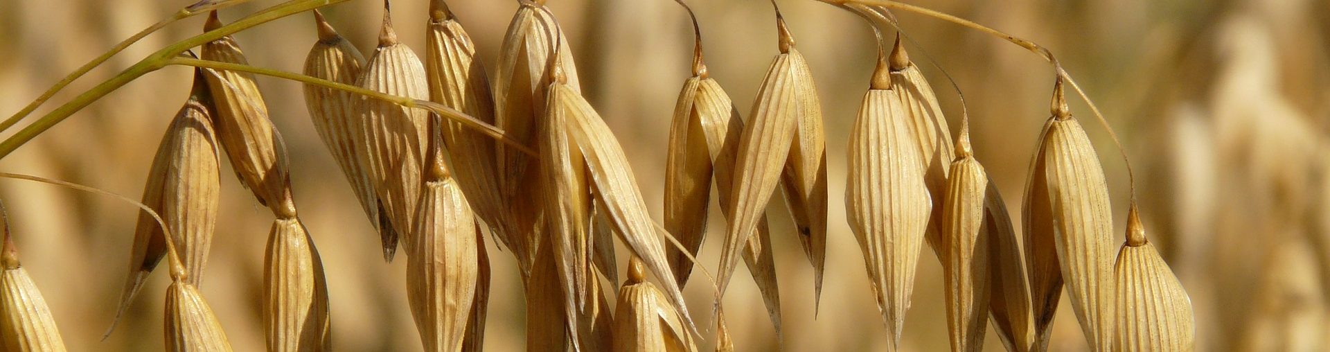 oats-8946_1920-e1548985195698