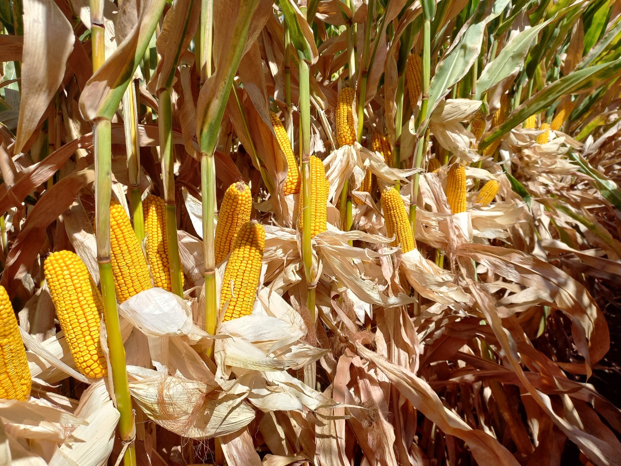 WhatsApp Image 2022-05-26 at 1.41.40 PM