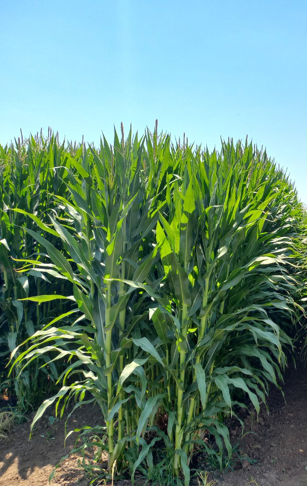 WhatsApp Image 2022-05-26 at 1.44.00 PM